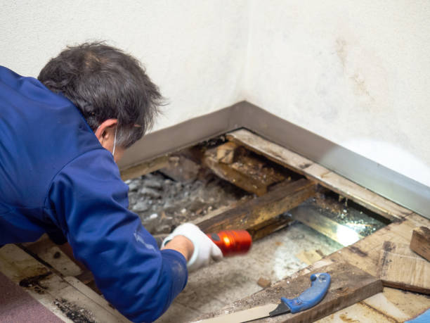 Best Industrial Mold Remediation in Nellysford, VA