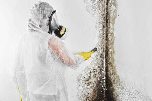 Best Insurance-Related Mold Remediation in Nellysford, VA