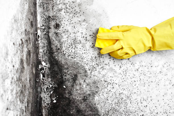 Best Residential Mold Remediation in Nellysford, VA
