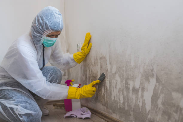 Best Residential Mold Remediation in Nellysford, VA