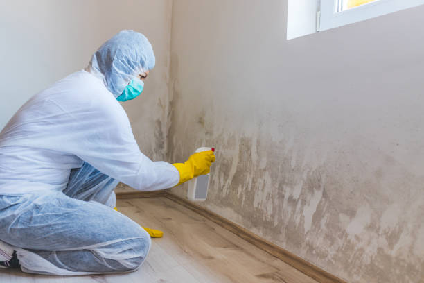 Best Attic Mold Remediation in Nellysford, VA