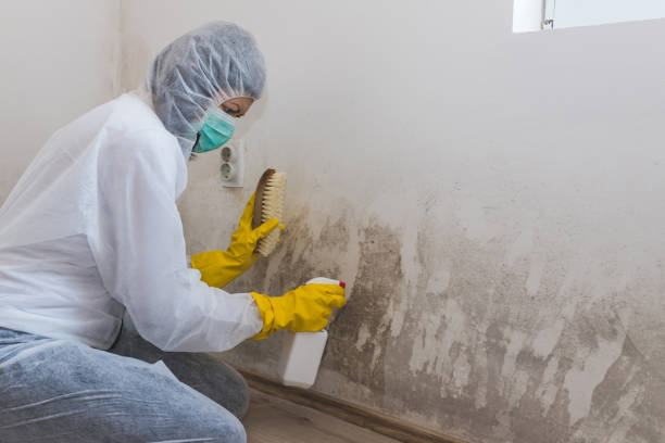 Best Bathroom Mold Remediation in Nellysford, VA