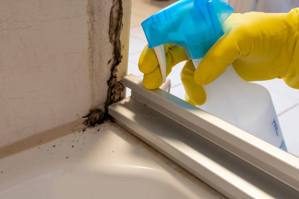 Best Preventive Mold Services in Nellysford, VA