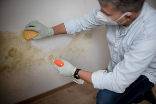 Best Residential Mold Remediation in Nellysford, VA