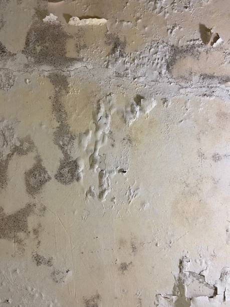 Reliable Nellysford, VA Mold Remediation Solutions