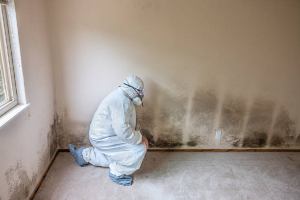 Best Post-Flood Mold Remediation in Nellysford, VA