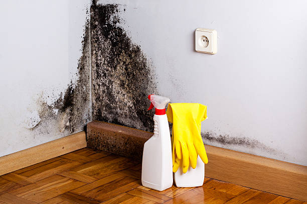Nellysford, VA Mold Remediation Company