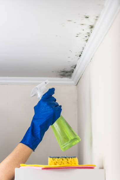 Best DIY Mold Remediation Support Services in Nellysford, VA