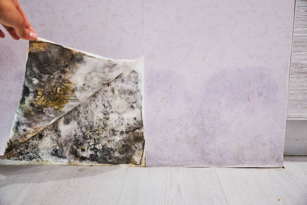 Best Kitchen Mold Remediation in Nellysford, VA